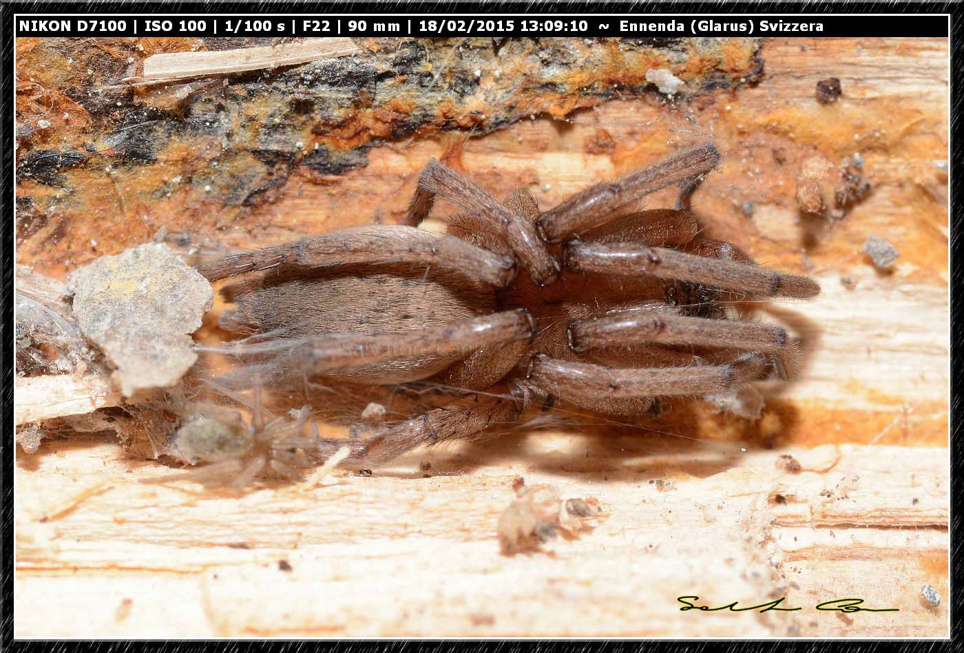 Drassodes sp.? - Ennenda (Glarus), Svizzera